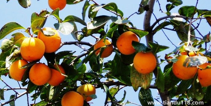 湖南邵陽這四種特產(chǎn)，遠(yuǎn)近聞名，看看你吃過哪幾種？